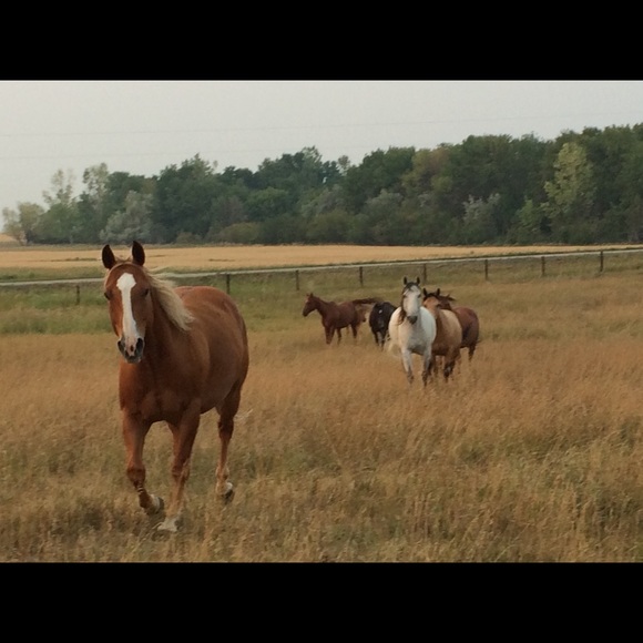 Meet your Posher, Sadie - Picture 1 of 1